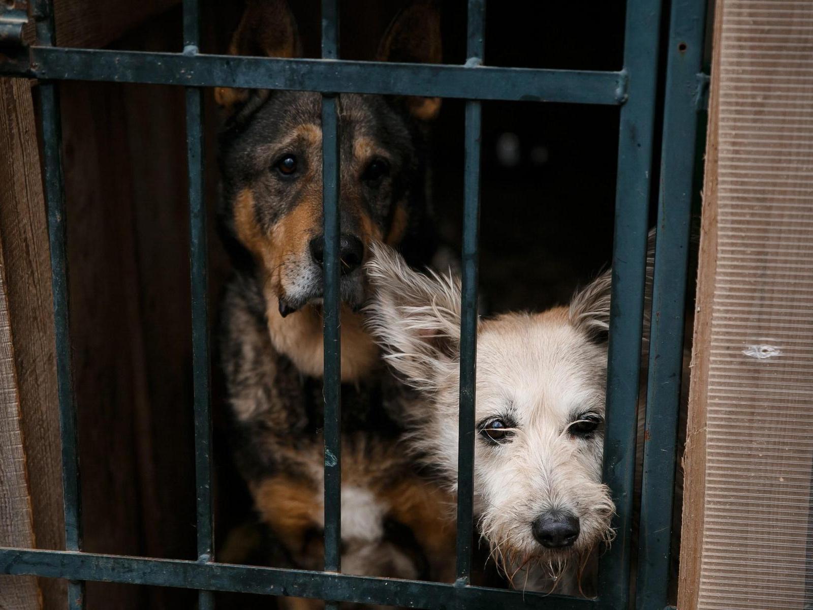 Vita shelter needs buckets so the dogs always have drinking water!