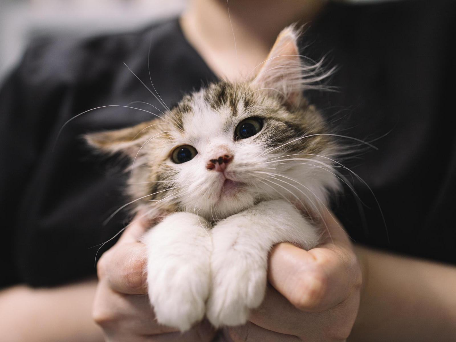Let's protect the Yunidoksinka cat and her 100 furry friends: help us purchase parasite treatment products!