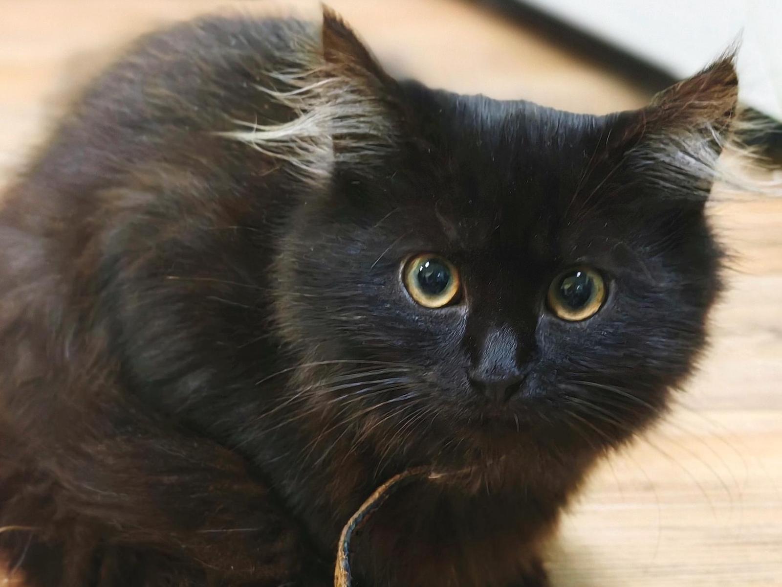 To keep the ponytails healthy and clean, the shelter need vacuum cleaners! Help to raise funds!