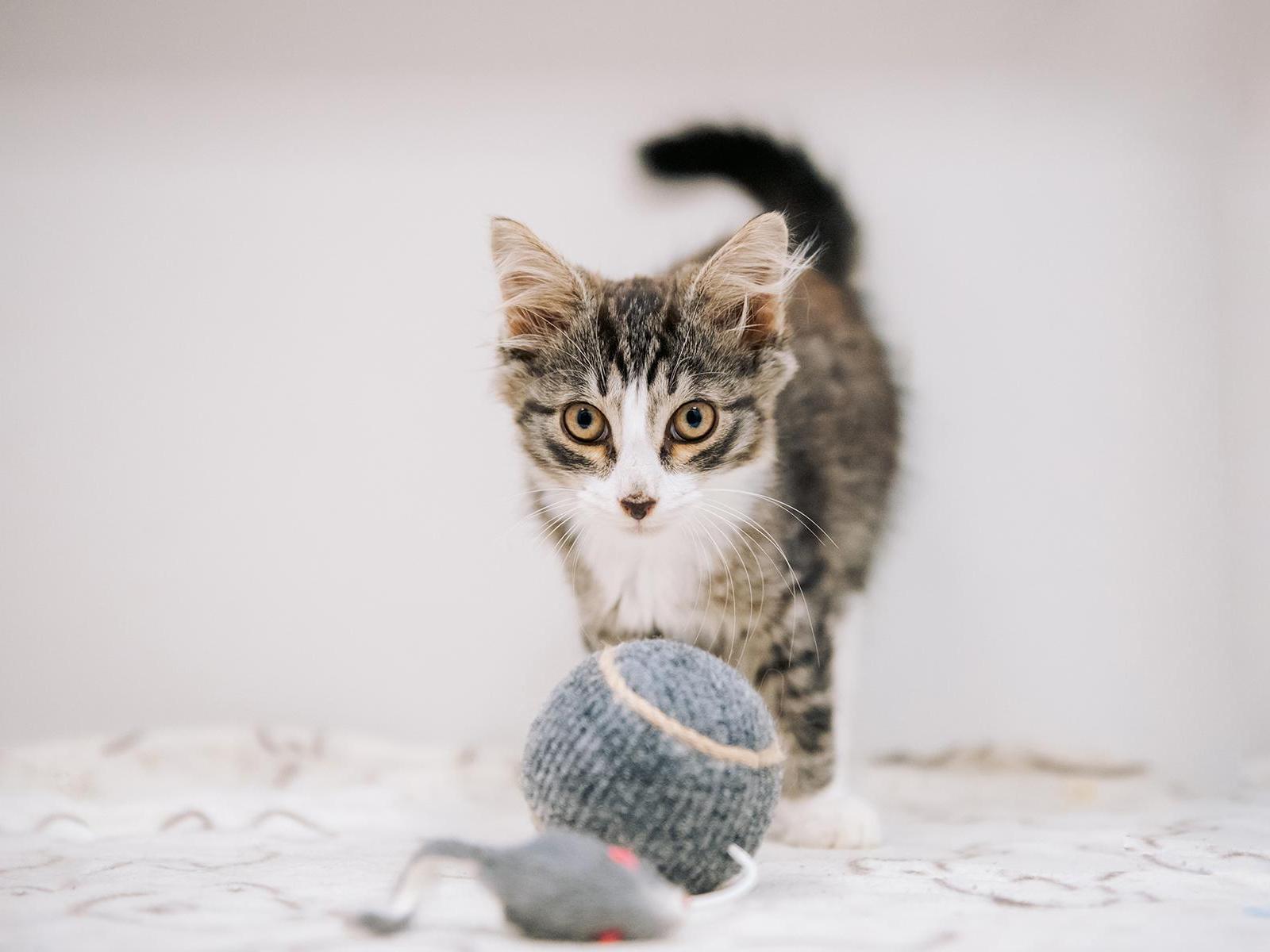 Котята нуждаются в препаратах для лечения заболеваний глаз!