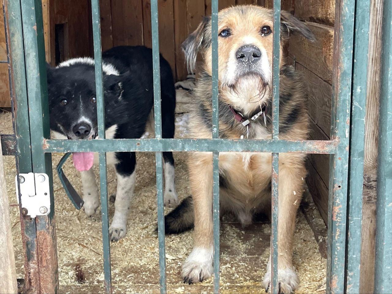 Shelter dogs need tick protection!