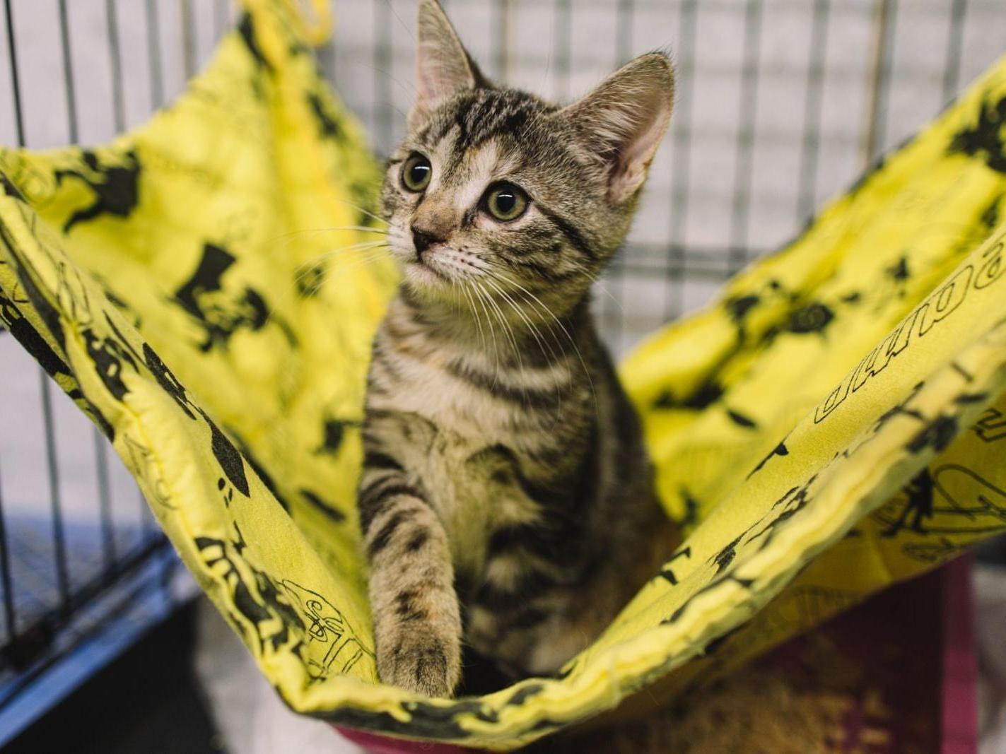 Help to purchase bowls for stray animals that are undergoing quarantine!