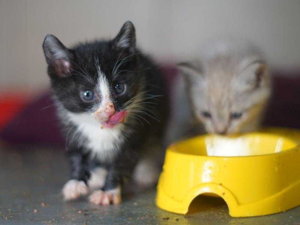 Scales for tailed charges are required in a shelter for homeless animals to ensure proper care!