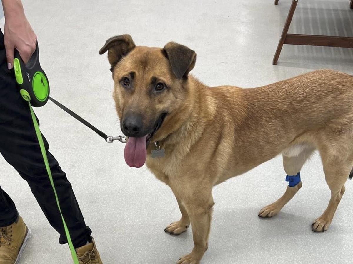Поможем Бруно пройти сеанс химиотерапии!