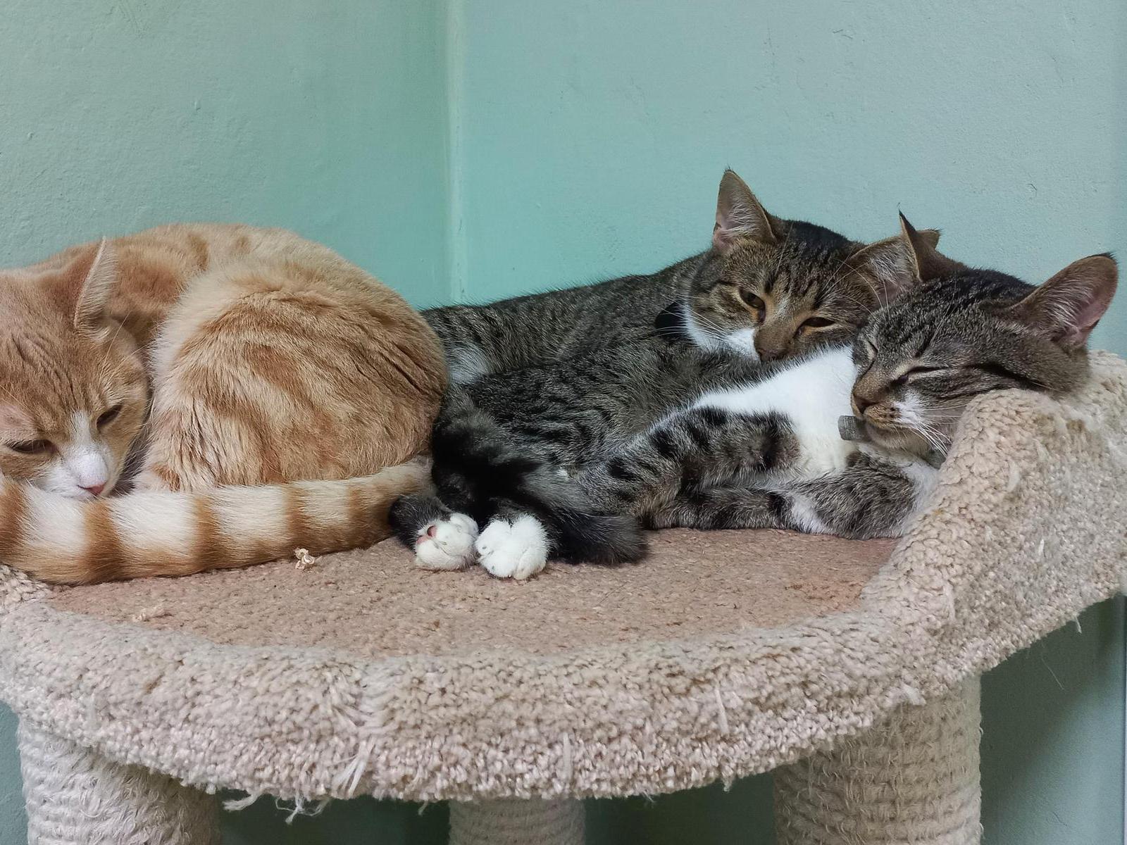 Help purchase blood pressure monitors for homeless animals