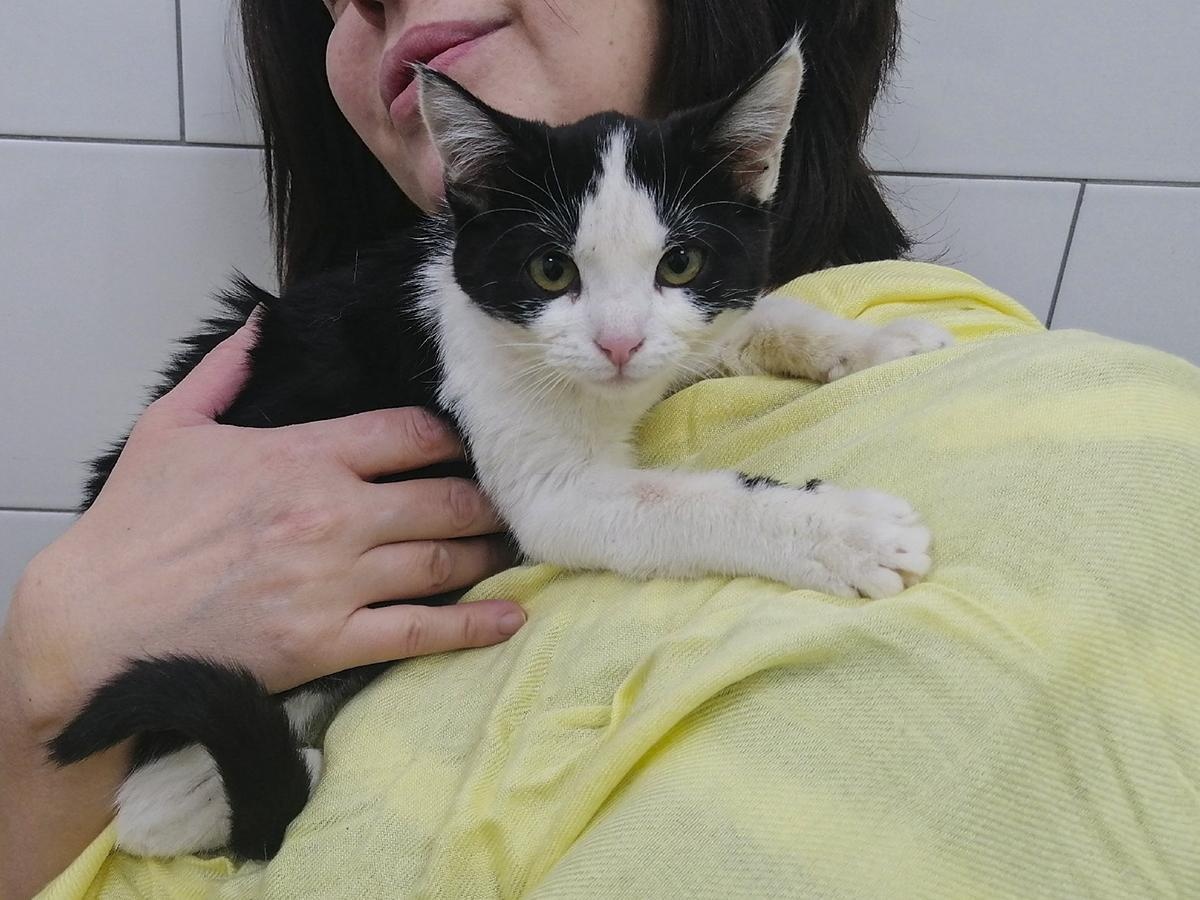 Бездомной кошке Дарине нужно пройти лечение в стационаре!