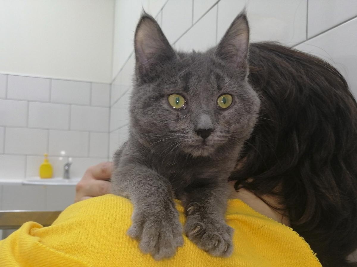 Бездомному котенку Мышонку нужно пройти лечение в стационаре!