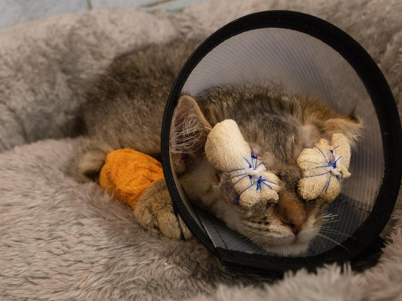 Помощь котёнку Кешке — ему нужна операция!