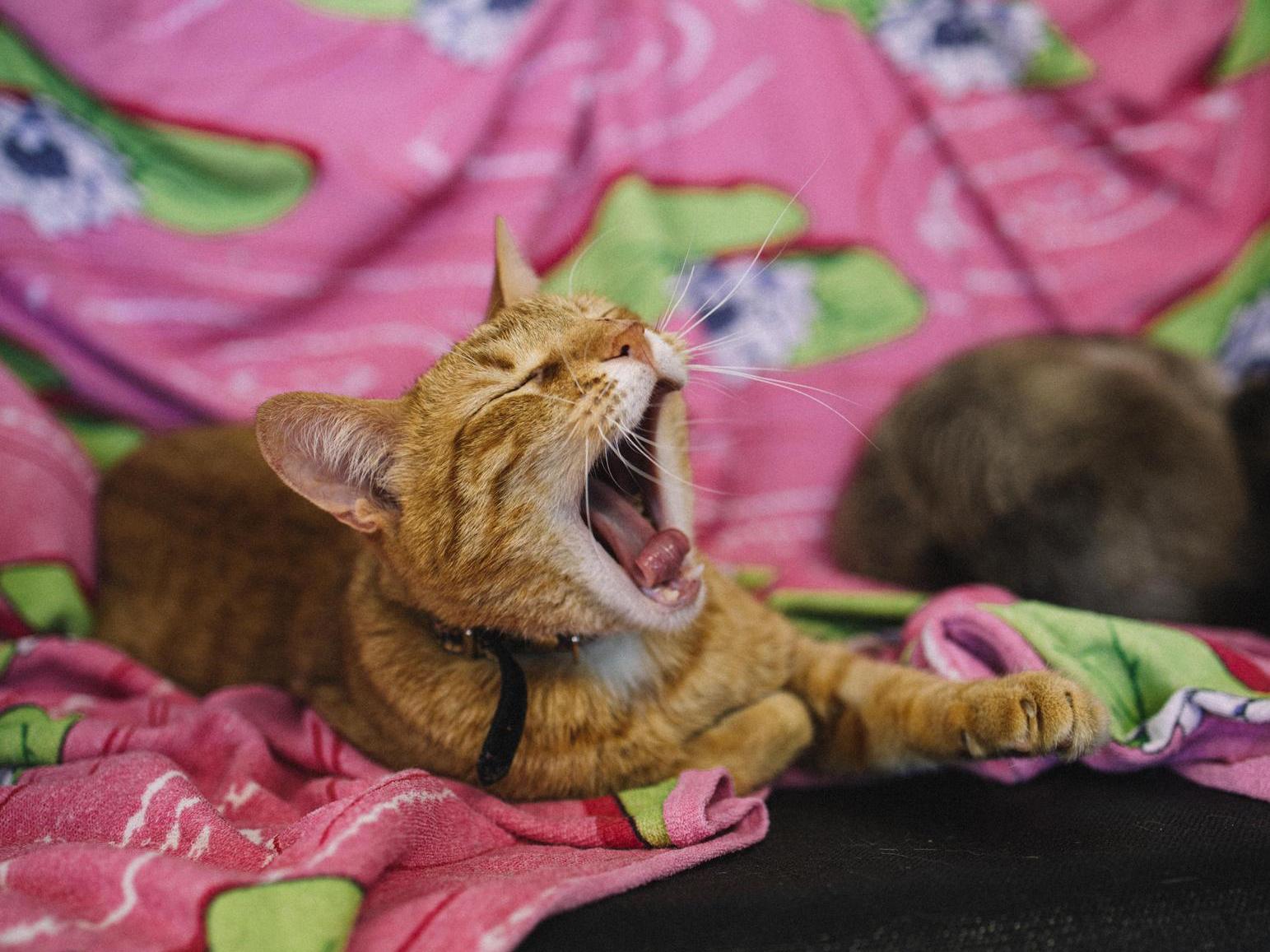 Therapeutic food for stray tails with gastrointestinal diseases — support the collection!