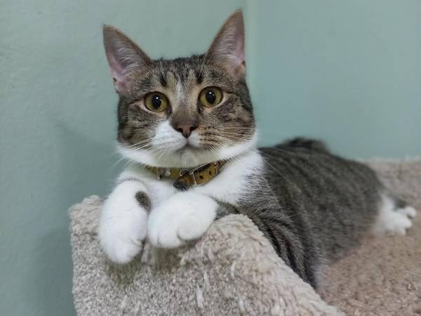 Чтобы был порядок в лекарствах, нужны медицинские шкафы в стационар приюта — поддержите сбор!