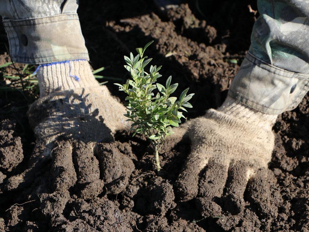 Taking care of unique boxwood in the Caucasus – help the foundation organize regular monitoring and protection of young plantings