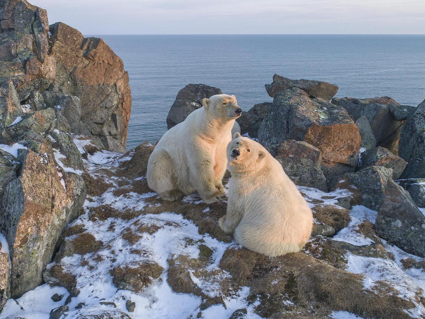 Help the residents of Chukotka to prevent encounters with polar bears in their villages and ensure their safety