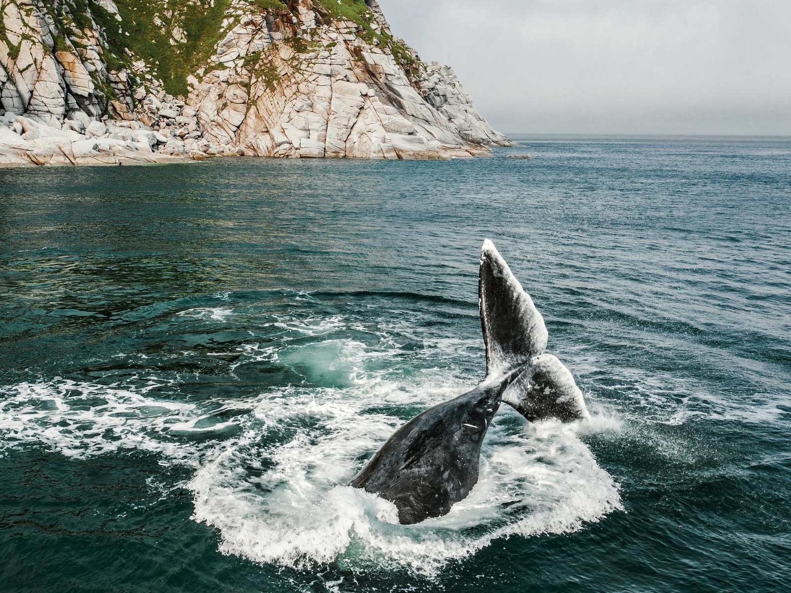 Saving the Polar Whale in the Sea of ​​Okhotsk – support the scientific expedition