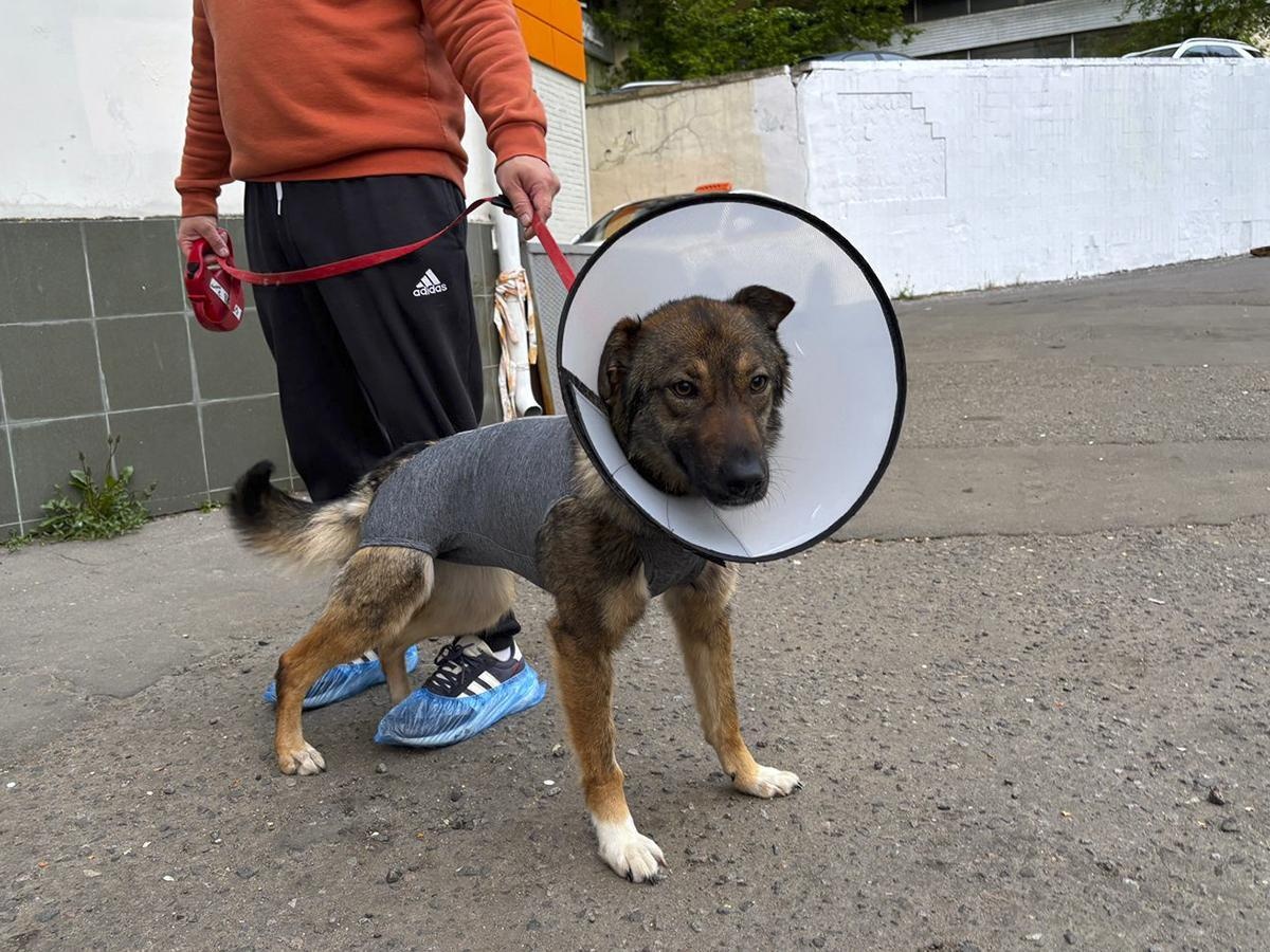 Собаке из приюта Рее нужен постоперационный стационар!