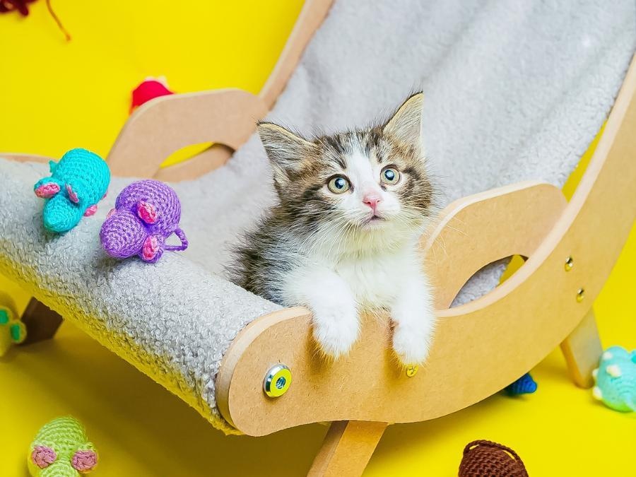 Приюту нужны впитывающие пеленки для котят!
