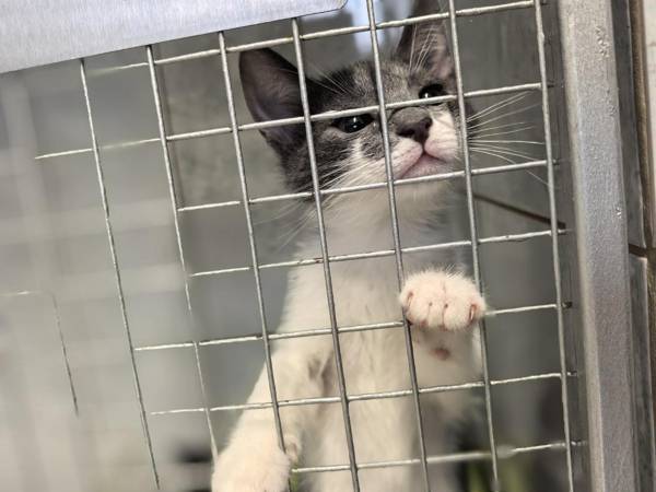 В приюте сломалась стиральная машина. Помогите купить новую, чтобы стирать пледы, покрывала и лежанки для хвостиков!