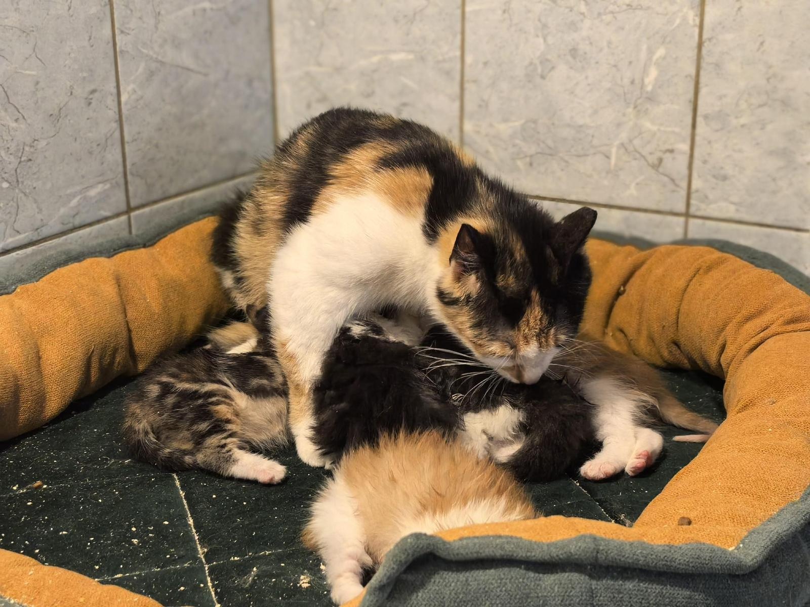 Collecting food for stray kittens — feed the feline family!