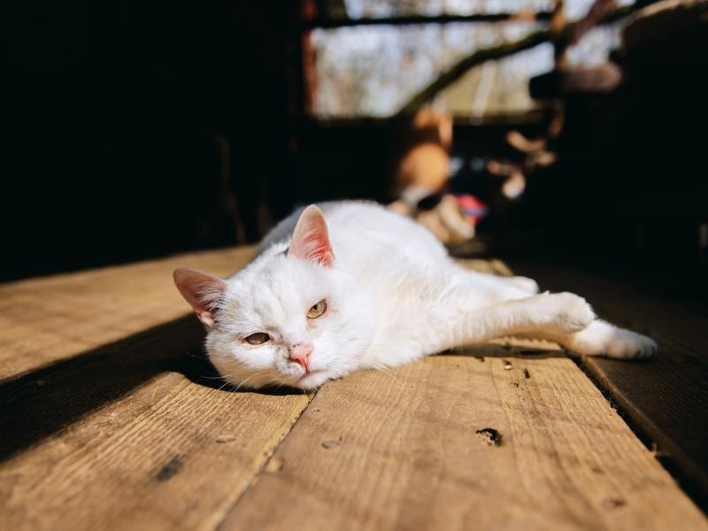 Помогите коту Сметанычу пройти плановые обследования!