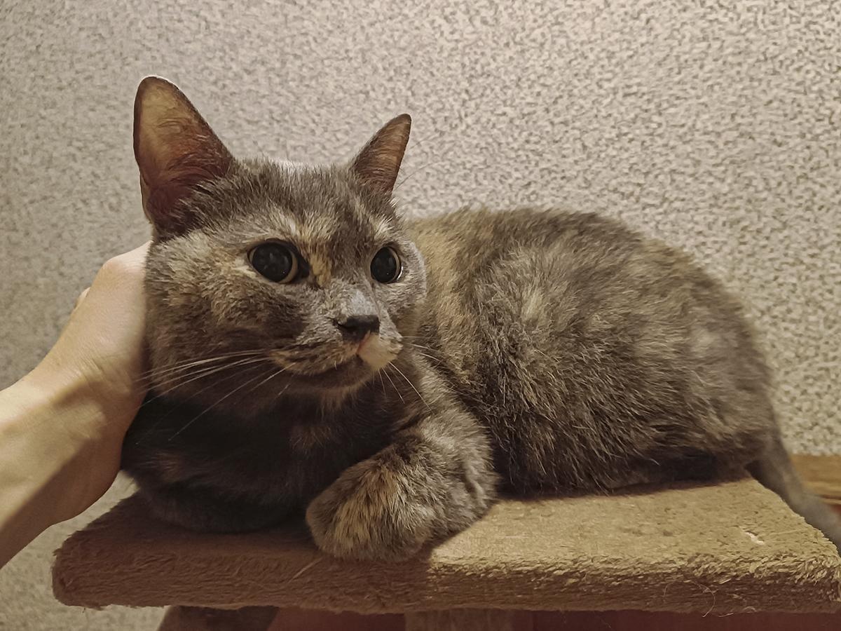 Бездомной кошке Молли нужна операция!