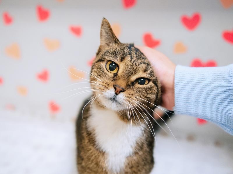 У кошек Фени и Котлетки нарушение функции почек – помогите им пройти важные обследования в клинике!