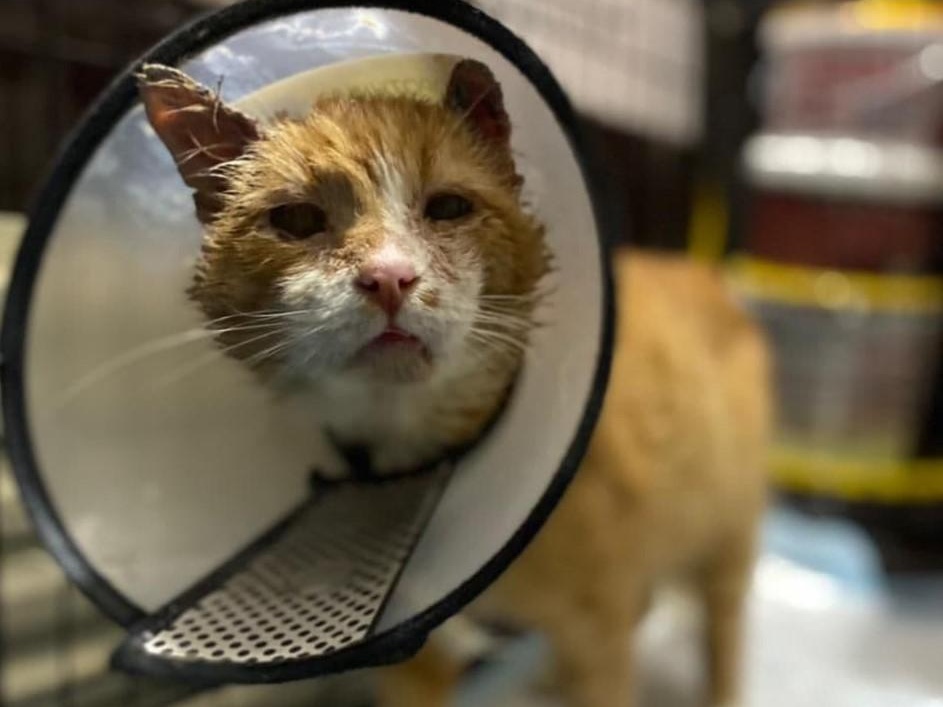 Коту Гансу нужна наша помощь!