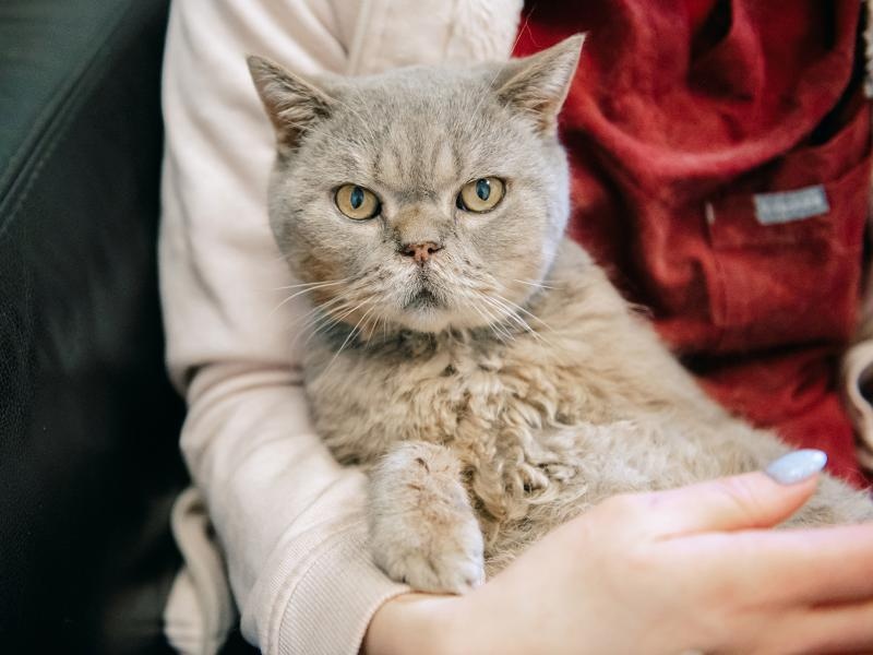 У кота Семена болят зубы, ему необходима процедура по снятию зубного налета и камня под наркозом!