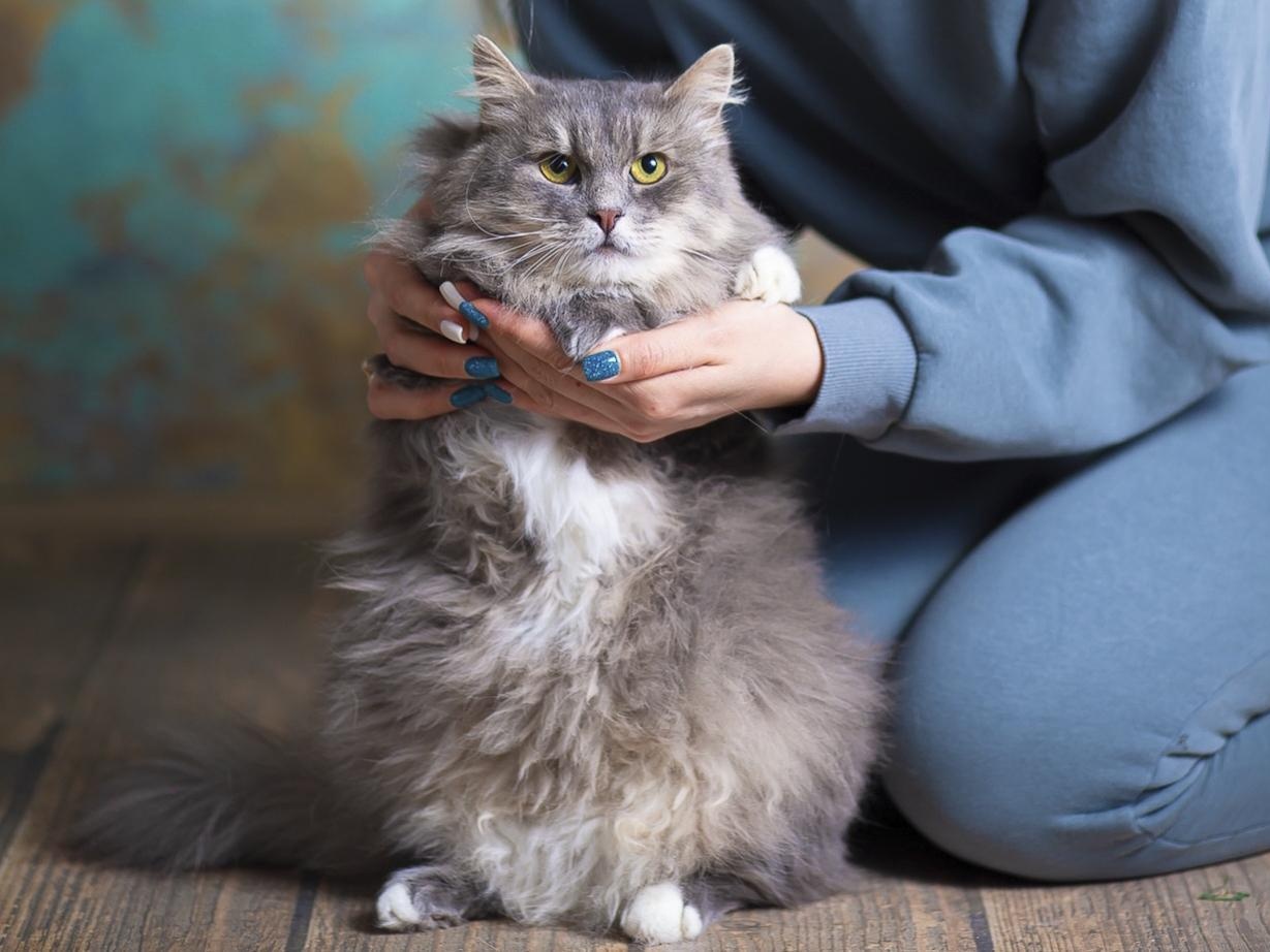Бездомной кошке Вите нужно КТ и мерингоскопия, чтобы назначить лечение