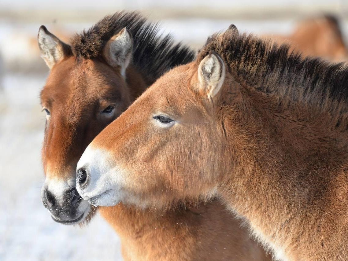 Helping to care for Przewalski's horses - collection for equipment for the reserve