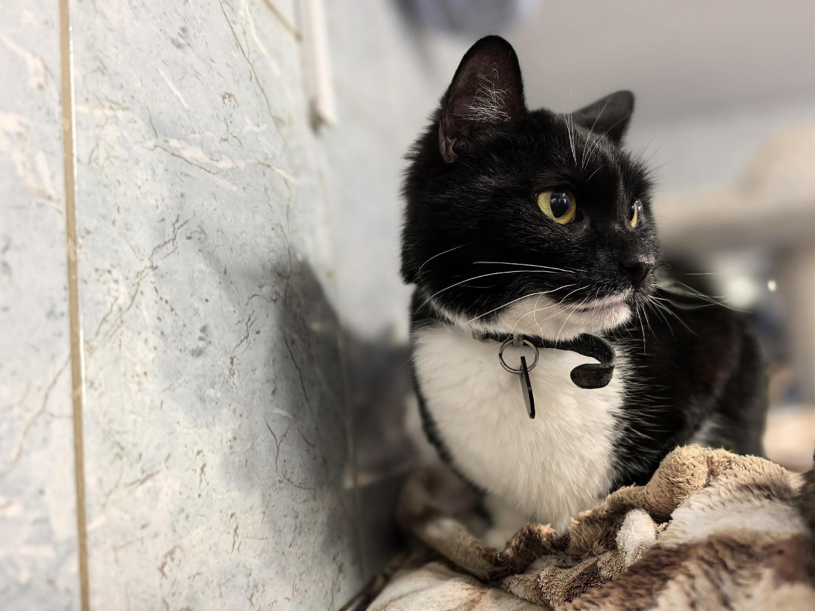 Коту Страйку нужна операция по удалению зубов!