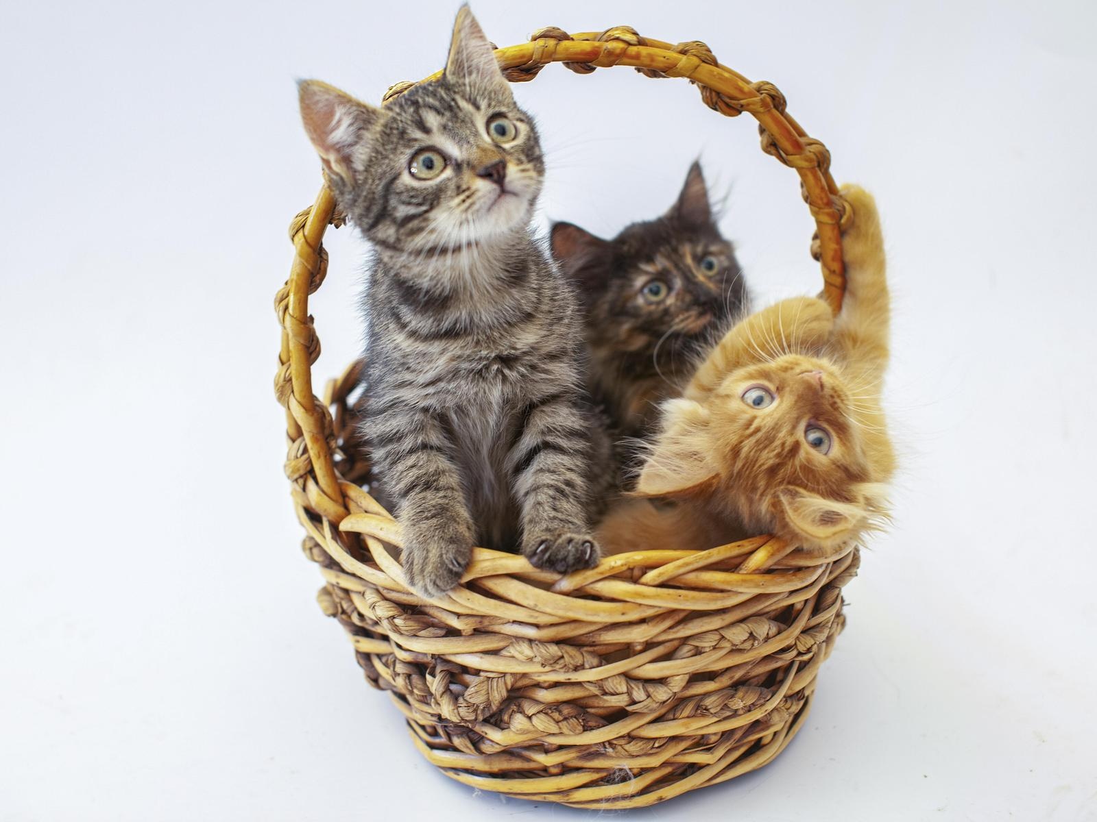 Поможем закупить 60 кг корма для бездомных котят