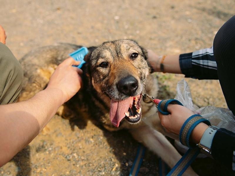Помогите приюту приобрести средства для груминга - расчески, когтерезы, шампуни, чтобы волонтеры могли ухаживать за животными!