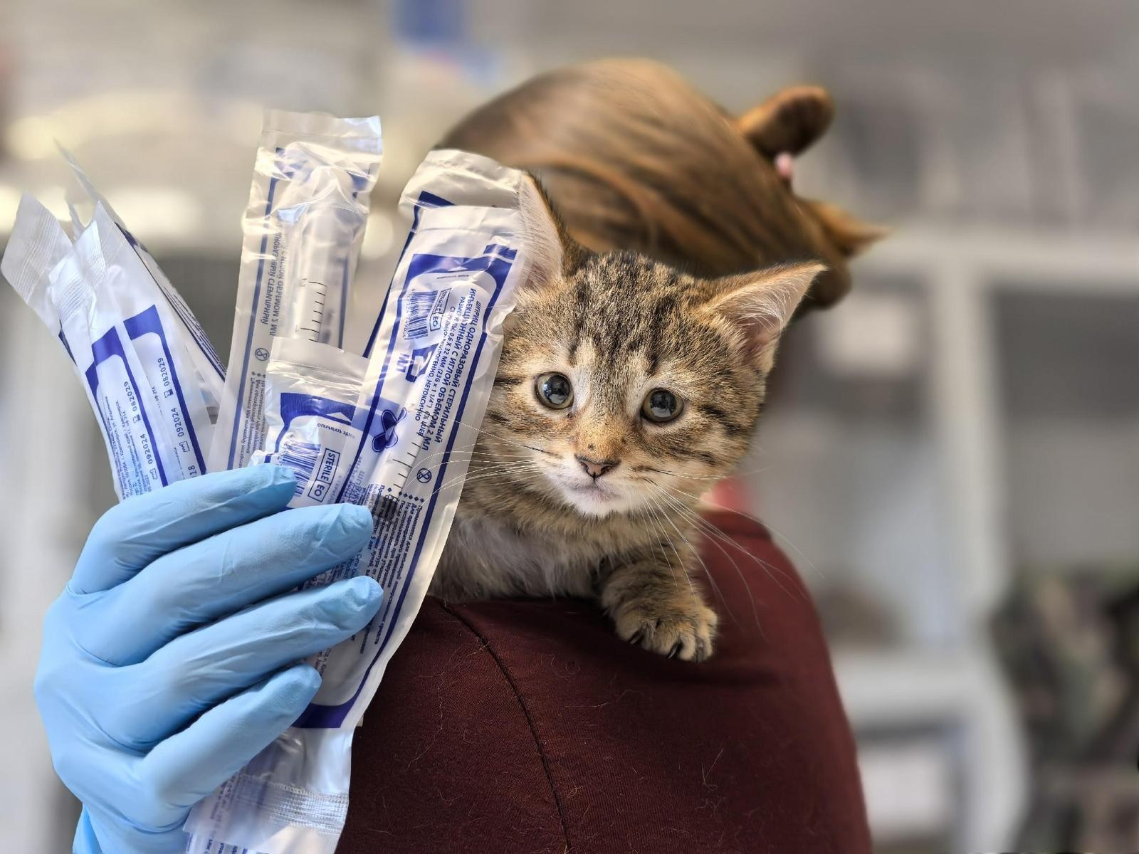 Сбор на покупку шприцов для уколов для кошек и котят — поддержите!