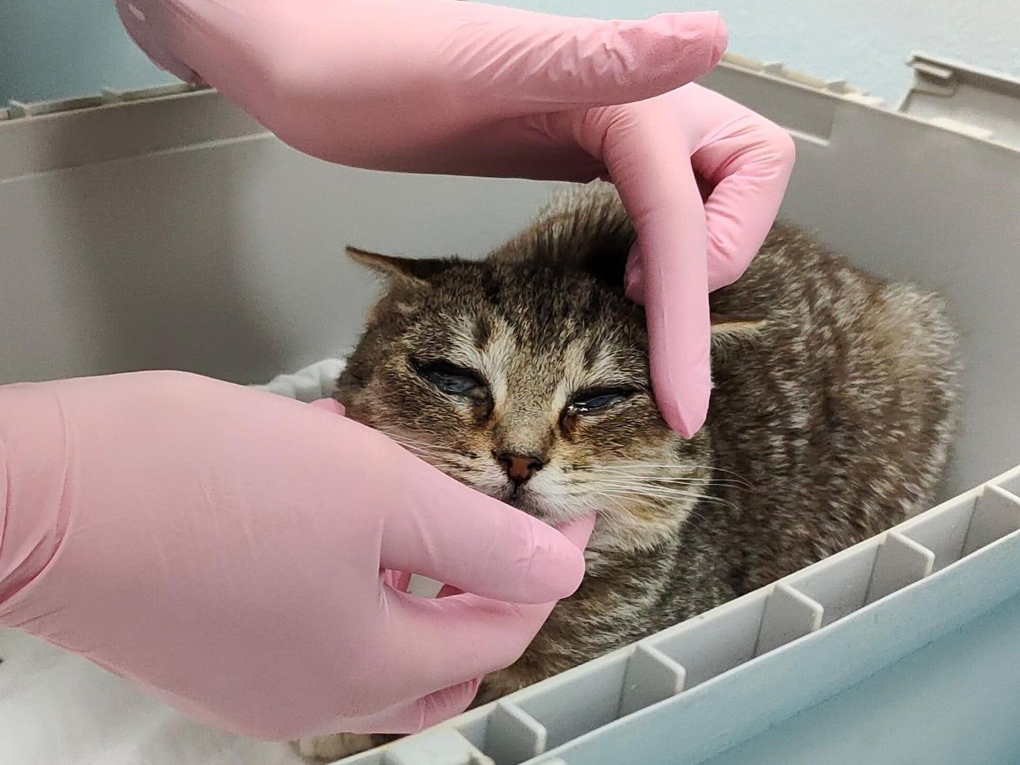 Котенку Корице нужна операция по удалению глаз — помогите котёнку!