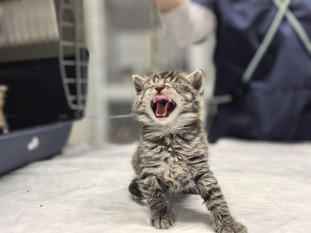 Поможем накормить котят в приюте!