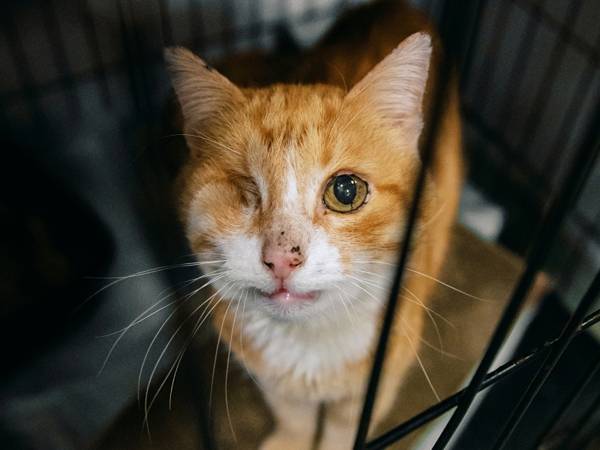 The foundation needs help in purchasing cages for the safe transportation of animals to the shelter after capture