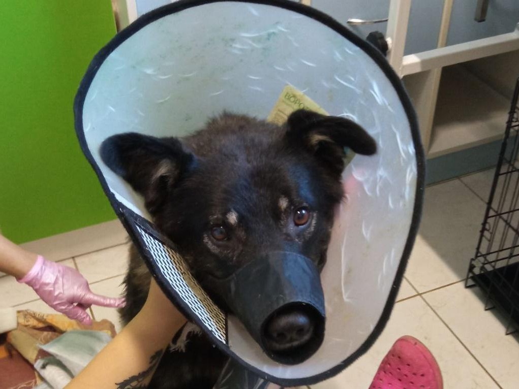 Мухтару срочно нужна наша помощь!