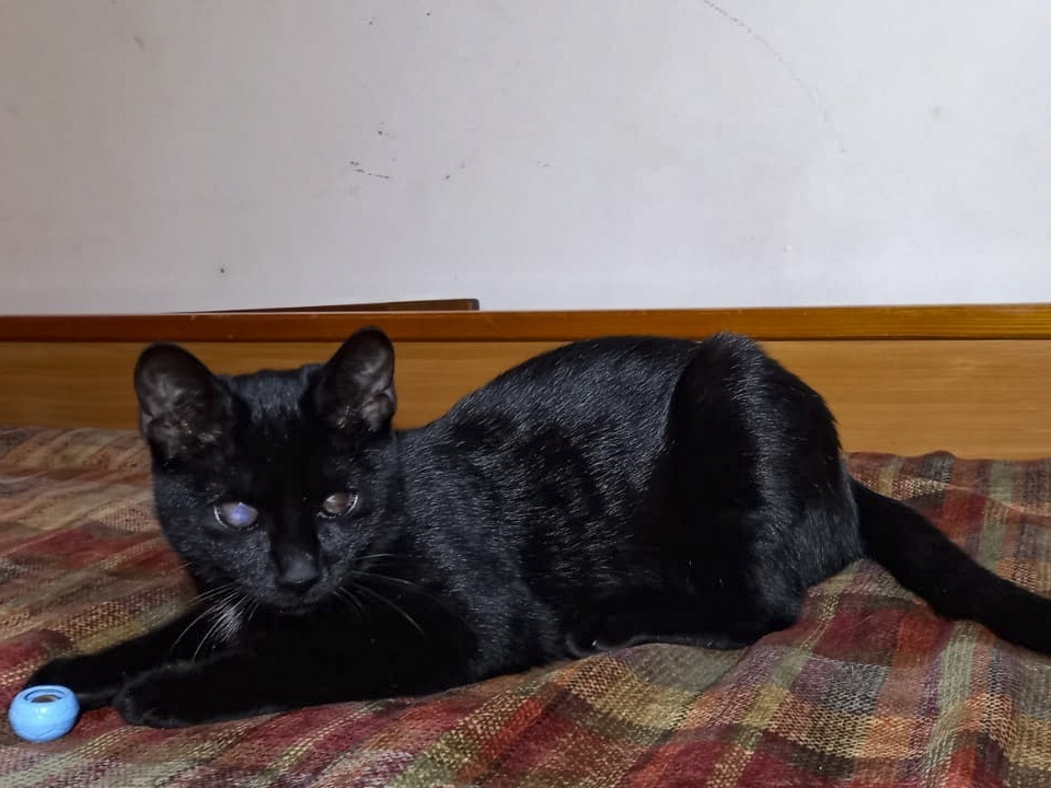 Бездомной кошке Джекки нужно лечение