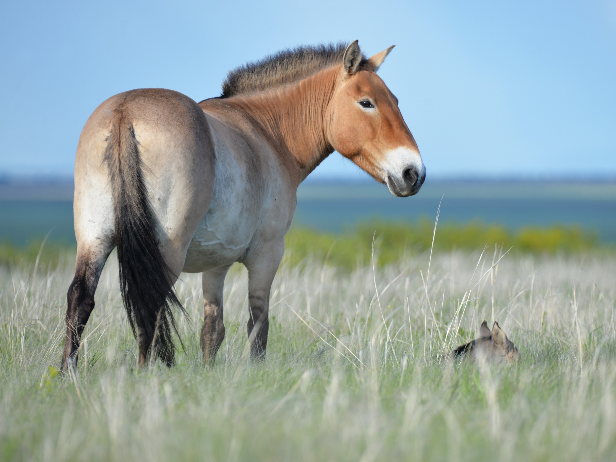 Saving the unique wild Przewalski’s horse