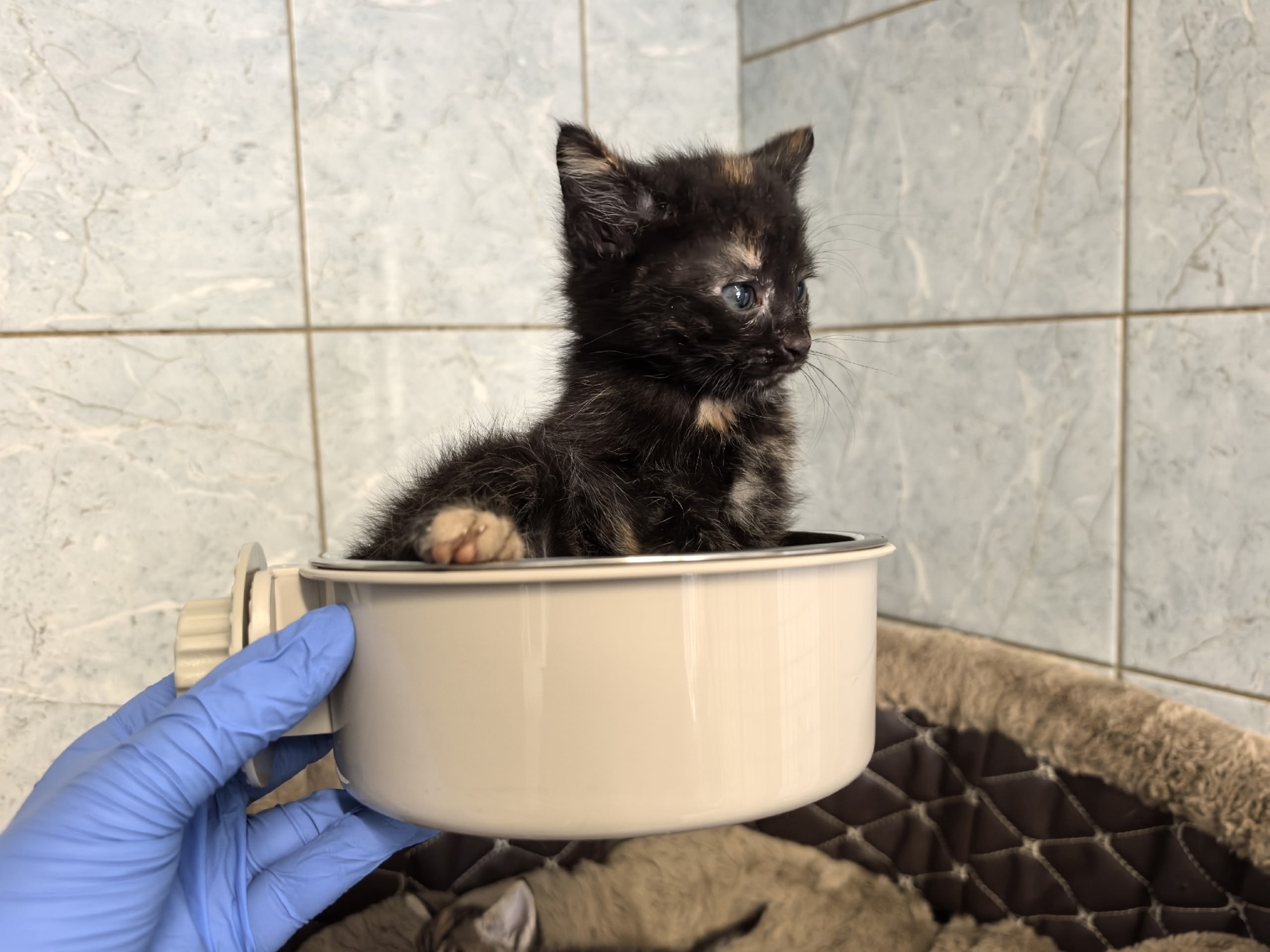 Помогите закупить 60 специальные мисок для котят