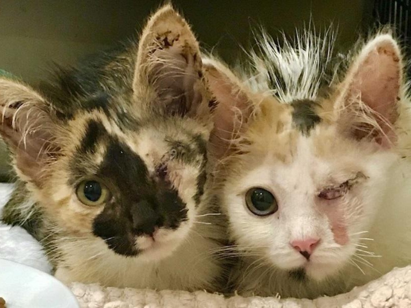 Котятам очень нужна наша помощь!