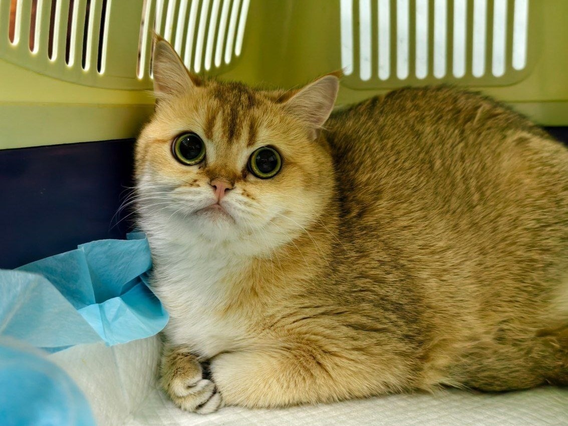 Кошке Селебрити нужна операция!