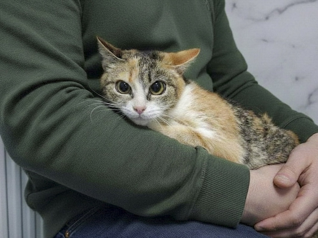 Поможем бездомной кошке Луне сделать операцию по удалению опухоли