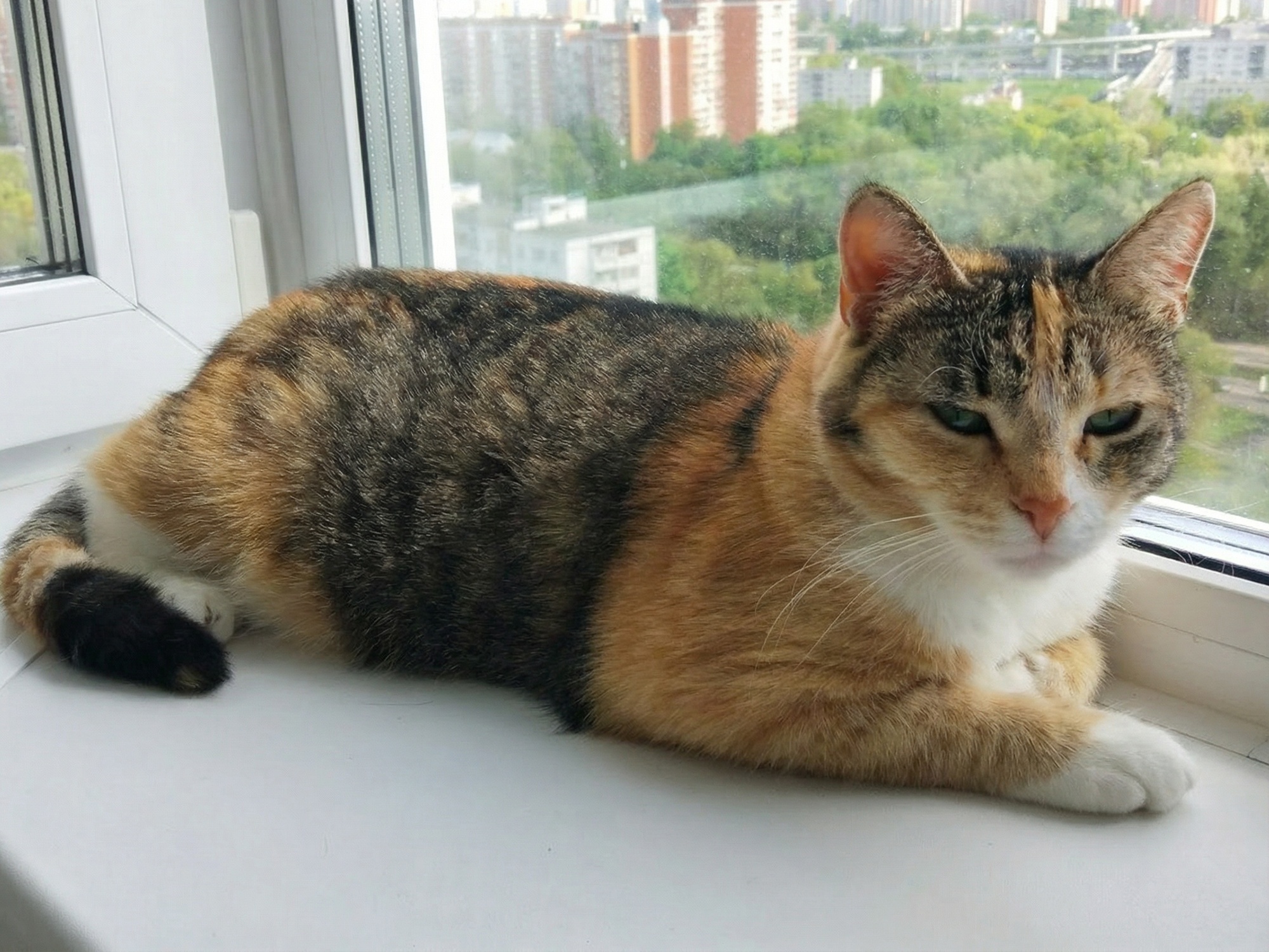 Кошке Бусе из приюта нужна операция по удалению опухоли
