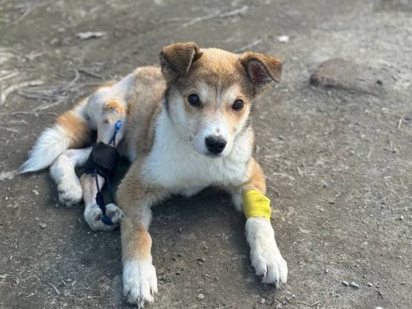 Помогите закупить средства для заживления ран у животных!