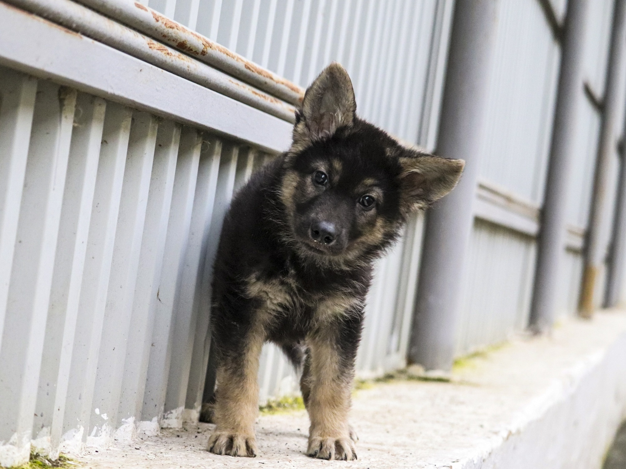 Let's help buy 238 kg of food for 14 puppies from the shelter