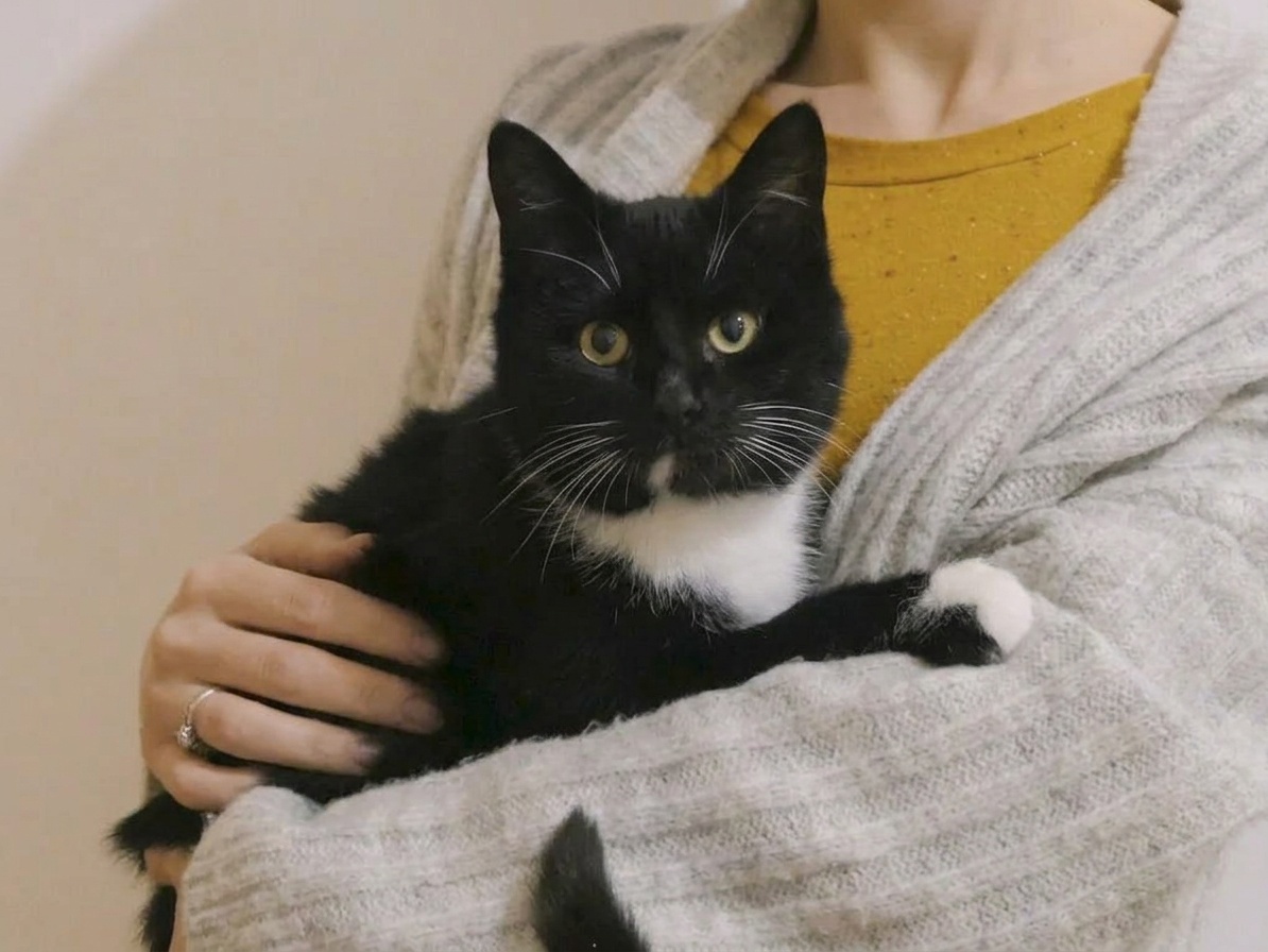 We will help you buy 125 kg of therapeutic cat food from shelters with kidney failure