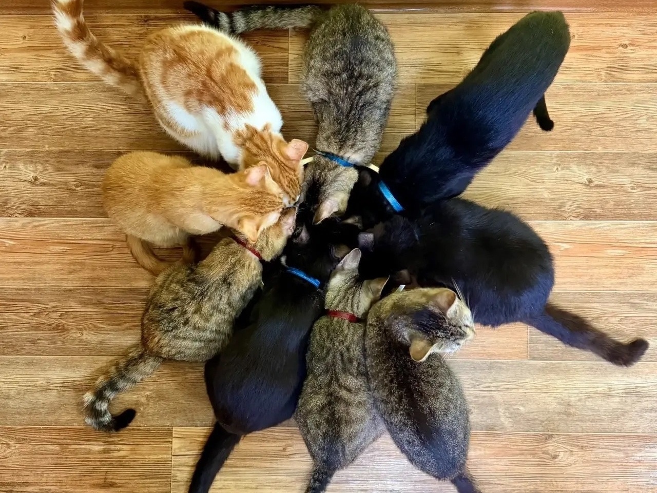 The shelter needs special therapeutic cat food. Support the fundraising!