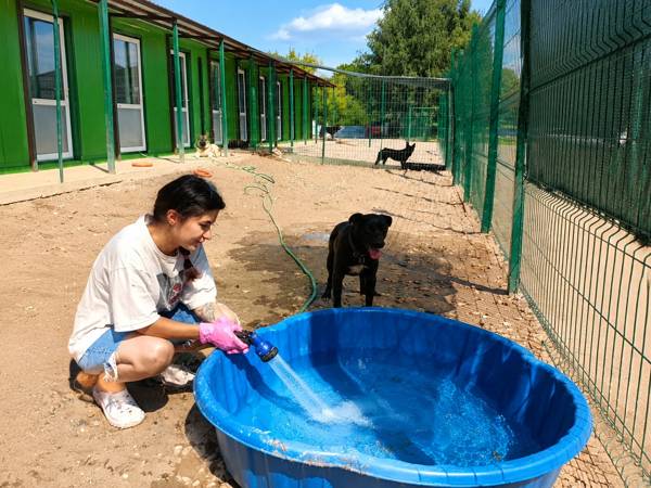 We are raising funds for a grooming tub for shelter
