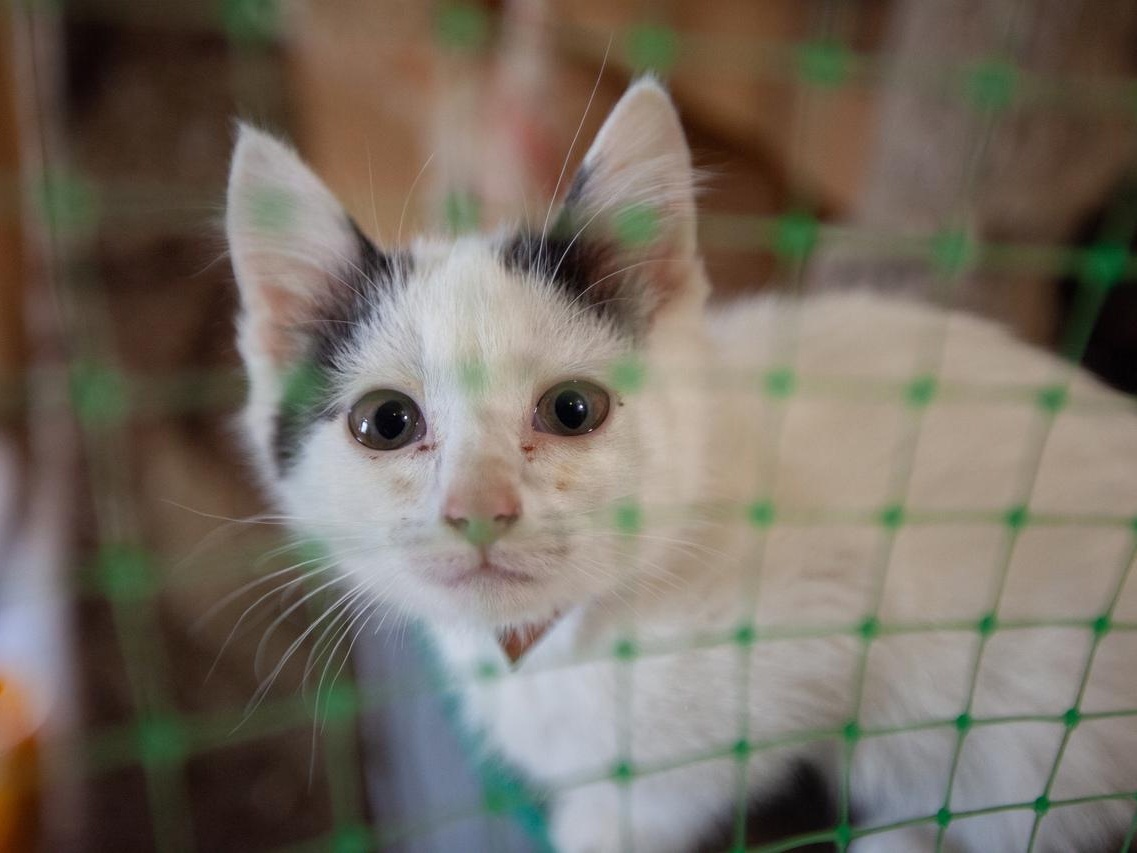 Let's help sterilize stray cats together