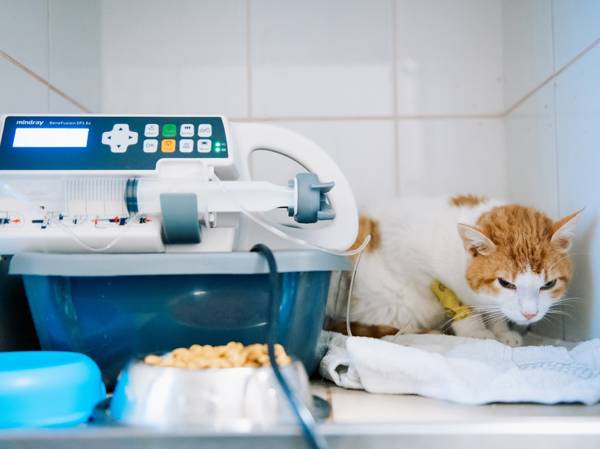 The foundation needs help purchasing solutions for pain, bleeding, and dehydration!